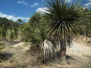 Vivers Càrex - Nolina parviflora